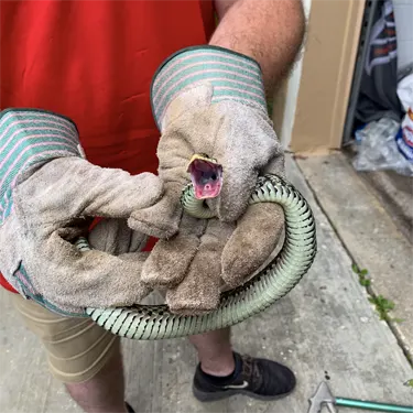 Technician holding a snake here in Hollygrove, West Virginia